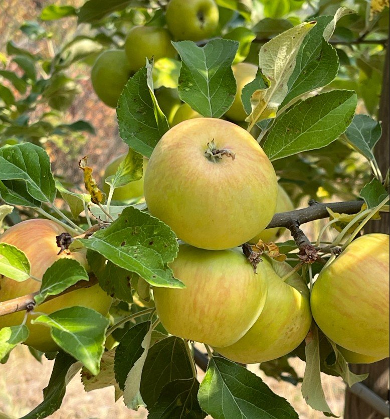 Golden apples on the tree