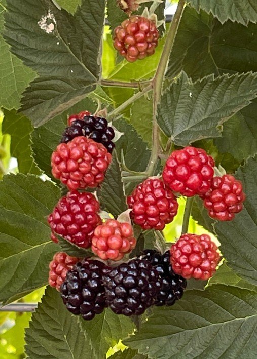 Blackberry bushes