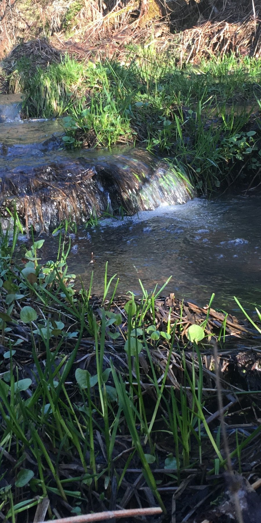 The estate's artesian water and seasonal waterways