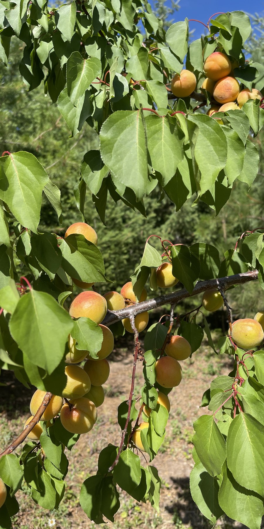 Orchard fruit, berries and grapes from the estate harvest