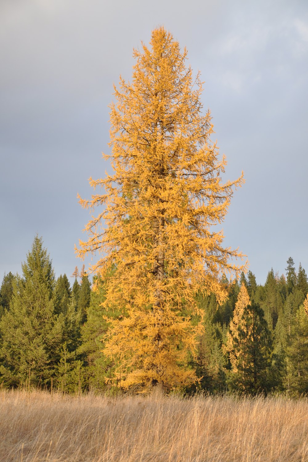 Western Larch turning gold on the property