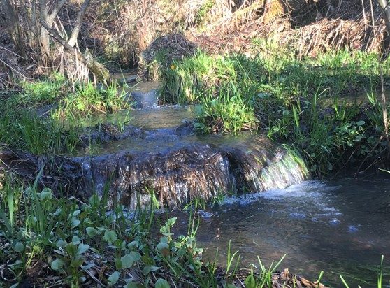 Seasonal creek cascading over a small drop between green banks in the lower 80 acres